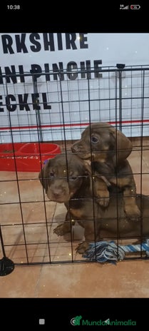 Teckel Miniatura perros - Anuncio 11