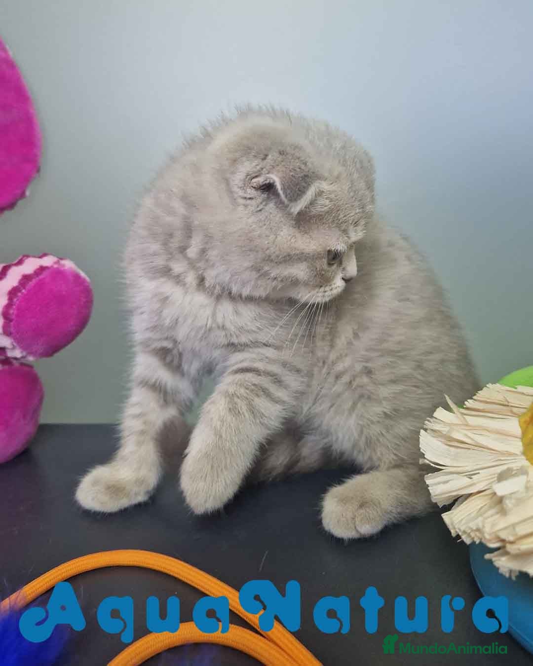 Scottish Fold gatos en venta: Scottish Fold Macho 7913 AQUANATURA - Imagen 2