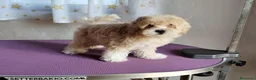 Maltipoo perros en venta: Hembra de maltipoo en Madrid - Anuncio 1