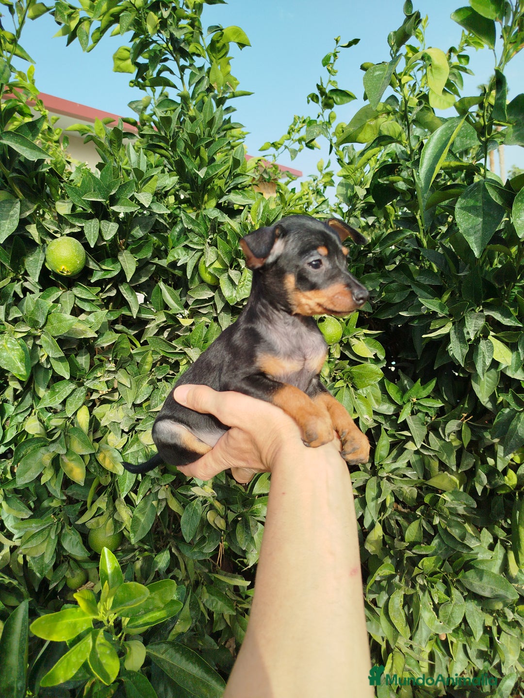 Pinscher Miniatura perros en venta: Mini Pincher  - Imagen 4