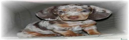 Teckel Miniatura perros en venta: teckel  - Anuncio 1