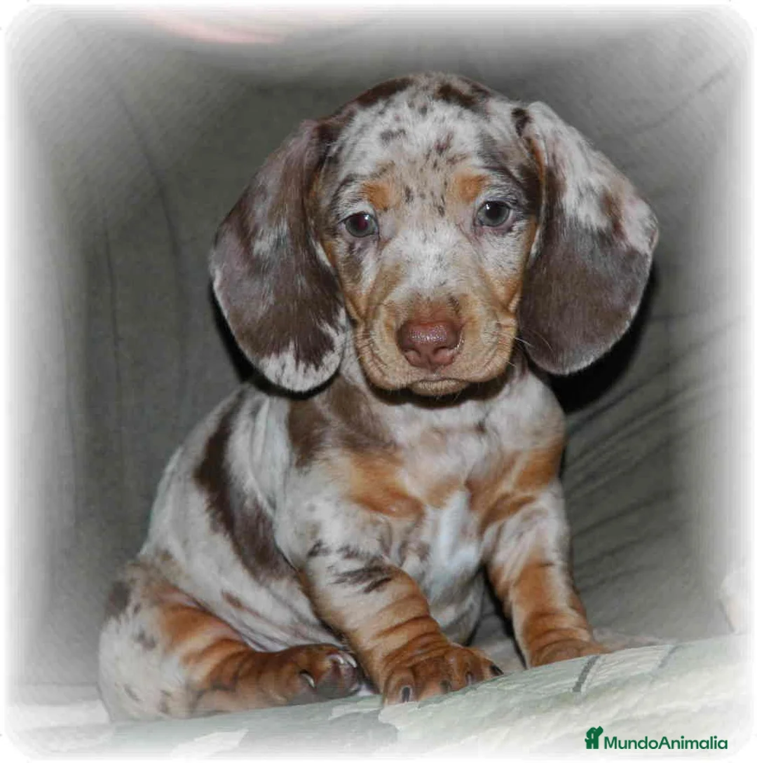 Teckel Miniatura perros en venta: teckel  - Anuncio 1