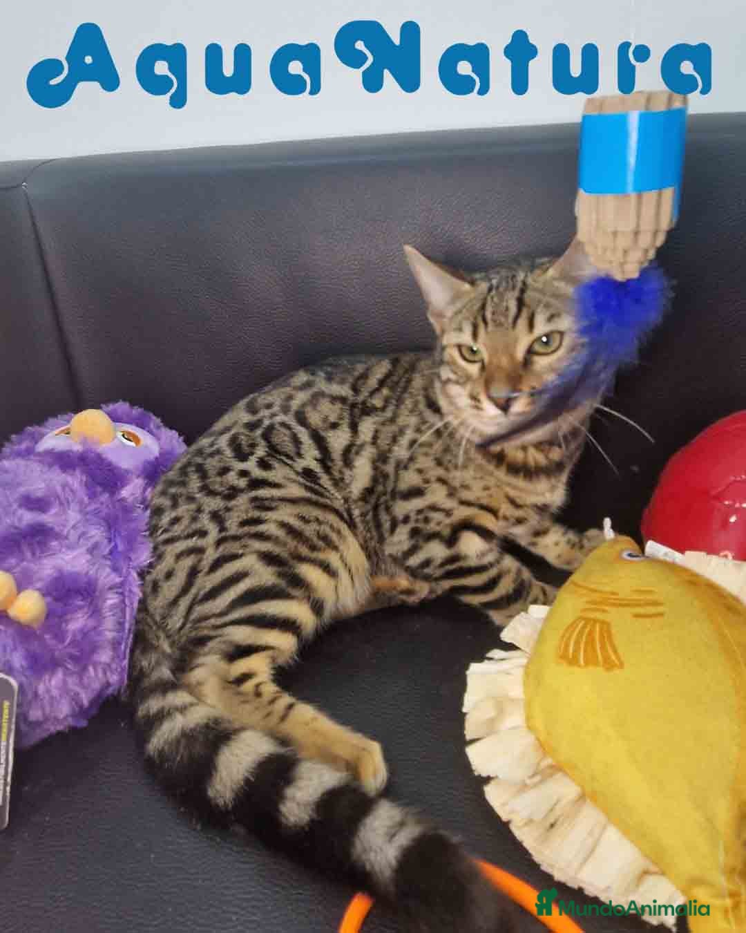 Bengalí gatos en venta: Bengali Macho 1732 AQUANATURA - Anuncio 3