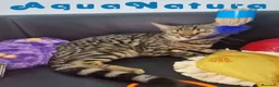 Bengalí gatos en venta: Bengali Macho 1732 AQUANATURA - Anuncio 3