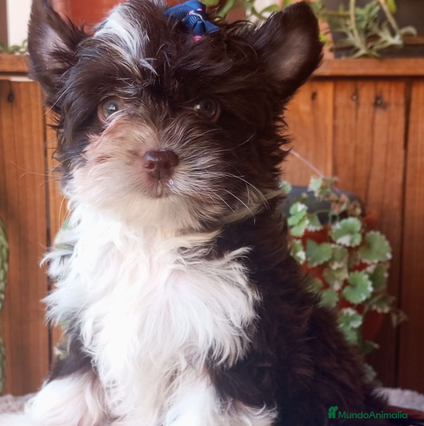 Yorkshire Terrier perros Cachorro Yorkshire Exótico ojos verdes - Anuncio 1