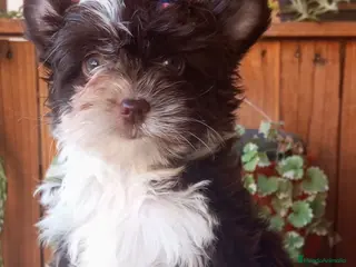 Yorkshire Terrier perros Cachorro Yorkshire Exótico ojos verdes - Anuncio 1