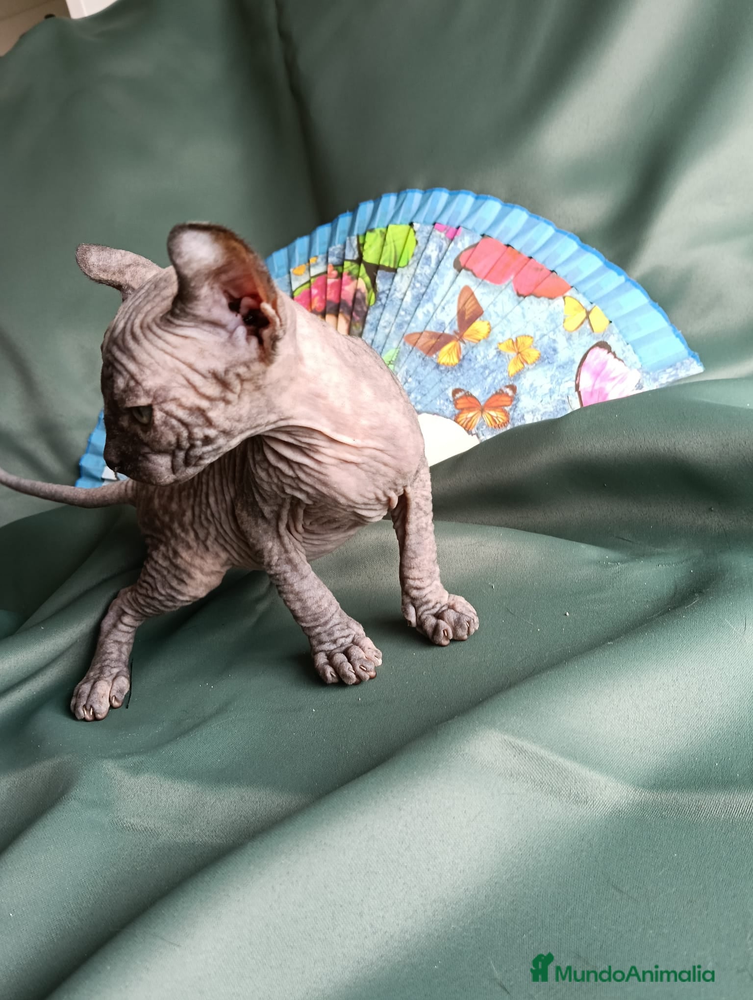 Foldex gatos ELFA TORTUGA en Madrid - Anuncio 2