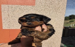 Raza Mixta perros en venta: Yorkiepoo - Imagen 3
