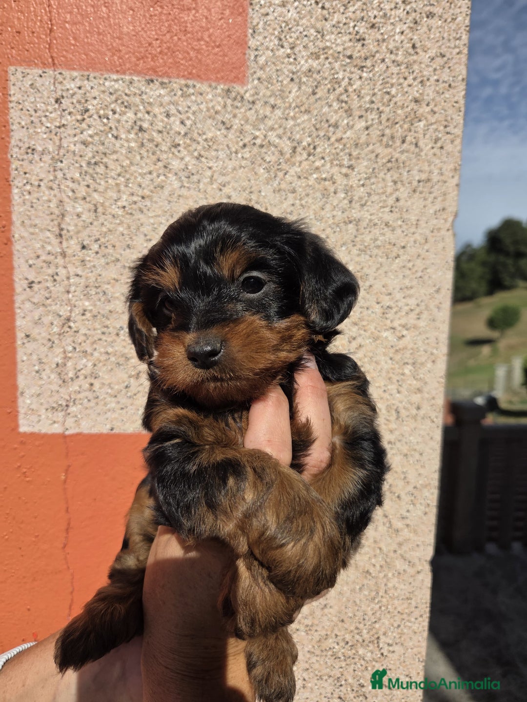 Raza Mixta perros en venta: Yorkiepoo - Imagen 3