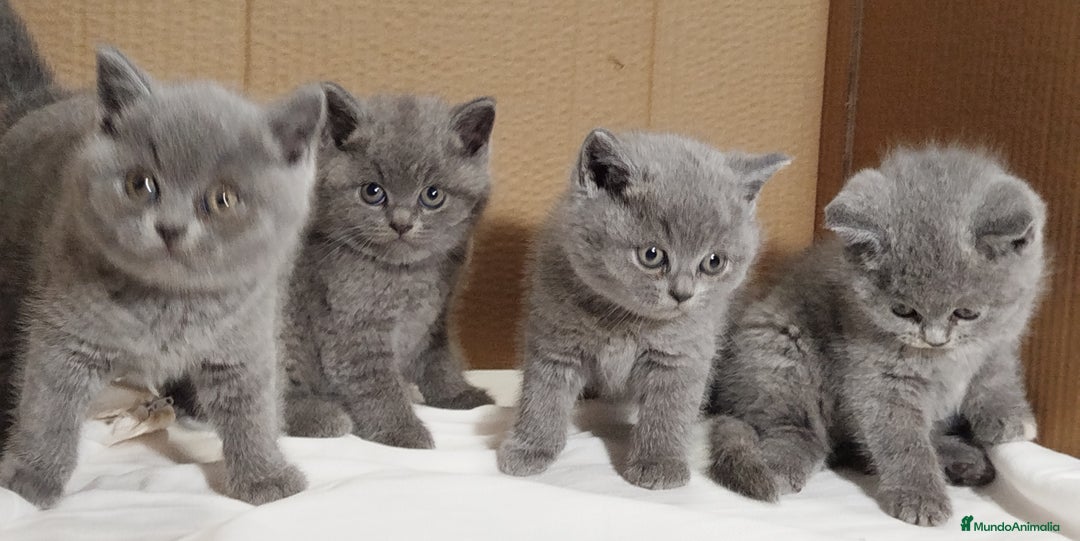 Británico de Pelo Corto gatos en venta: British Shorthair  - Anuncio 21