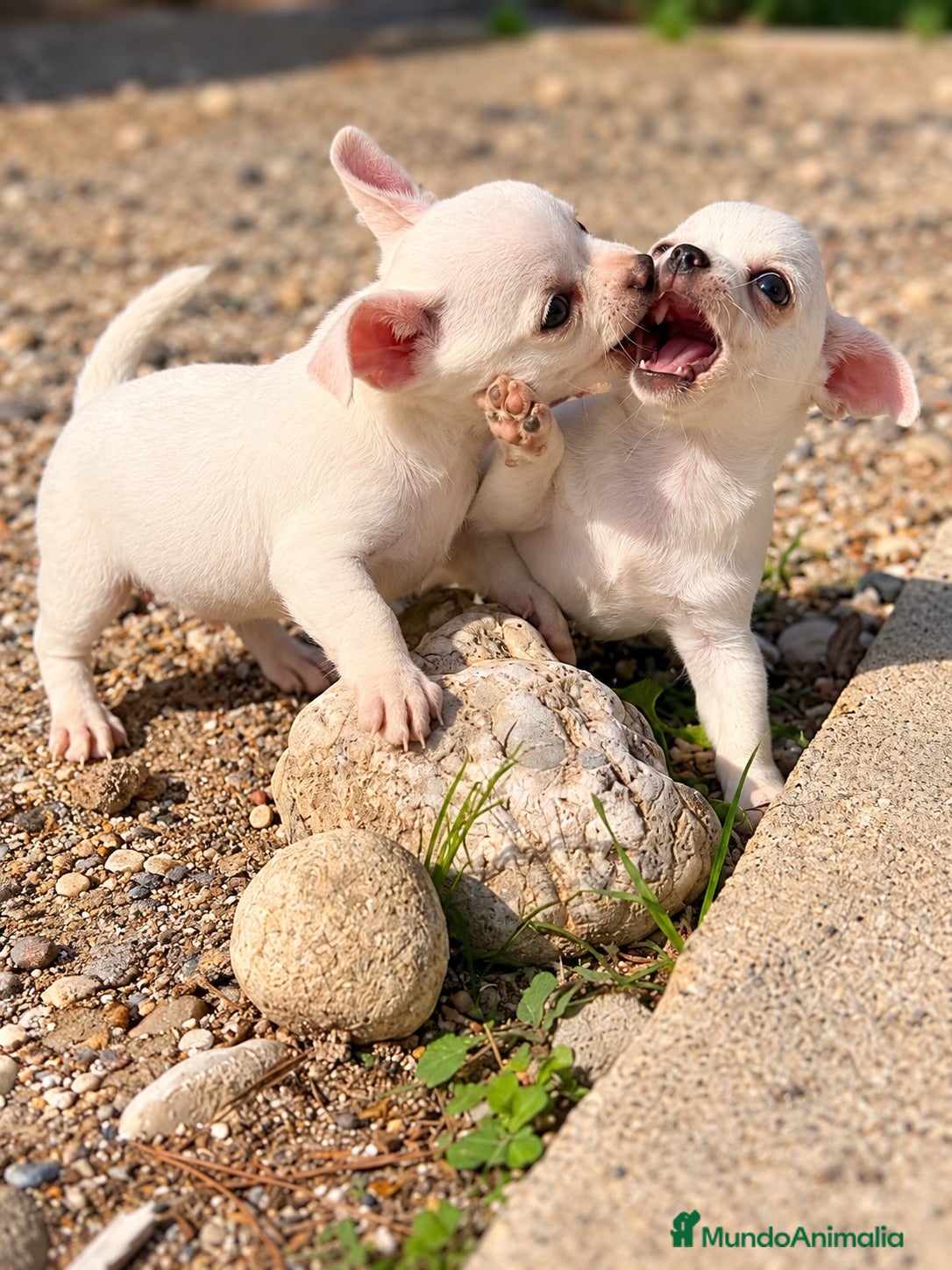 Chihuahua perros en venta: Chihuahuas blancos - Anuncio 1