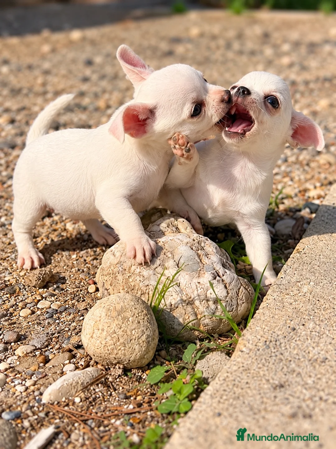 Chihuahua perros en venta: Chihuahuas blancos - Anuncio 1