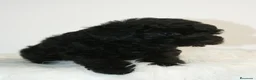 Caniche Toy perros en venta: CANICHE TOY NEGRO - Anuncio 4