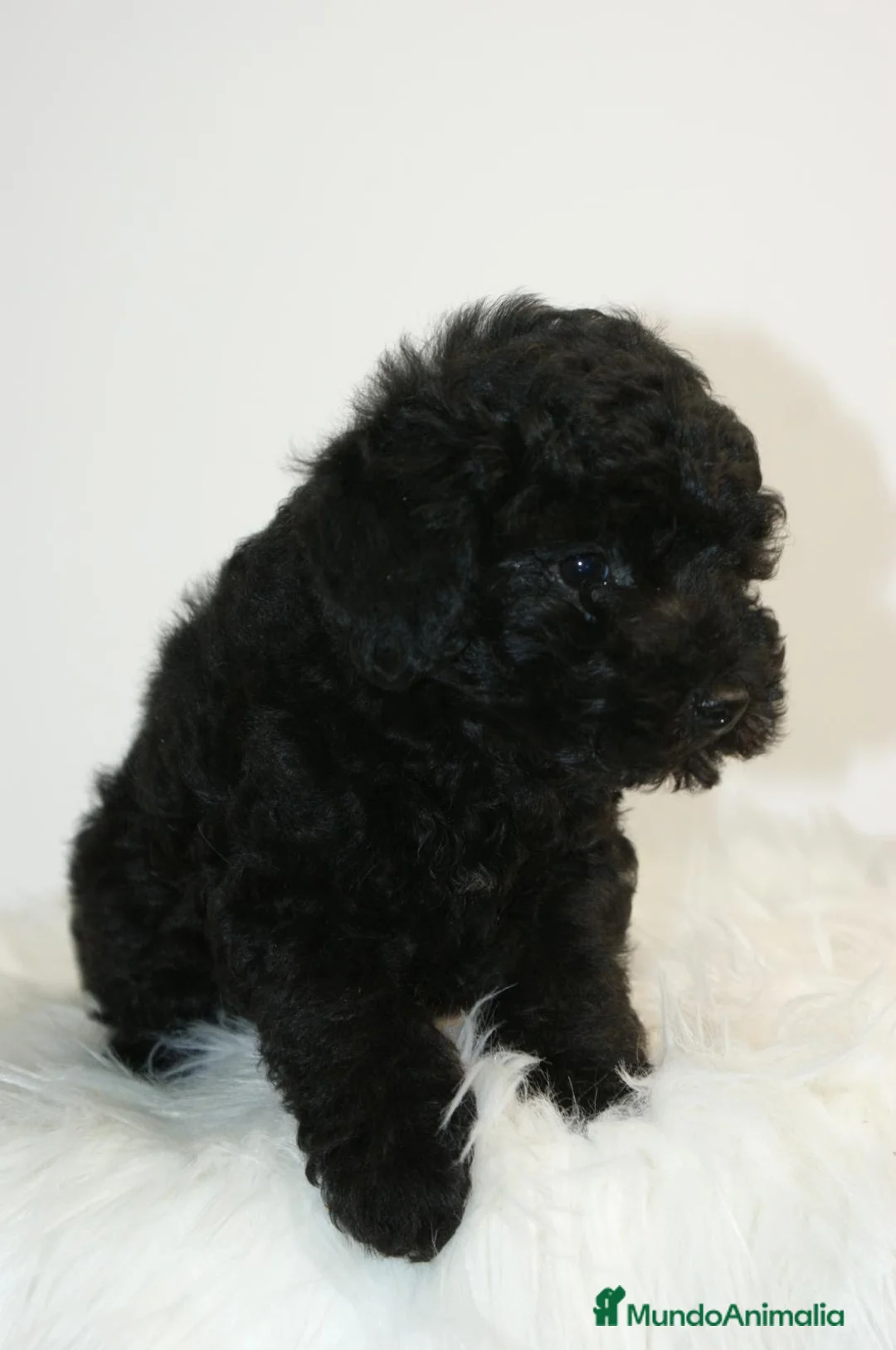 Caniche Toy perros en venta: CANICHE TOY NEGRO - Anuncio 4