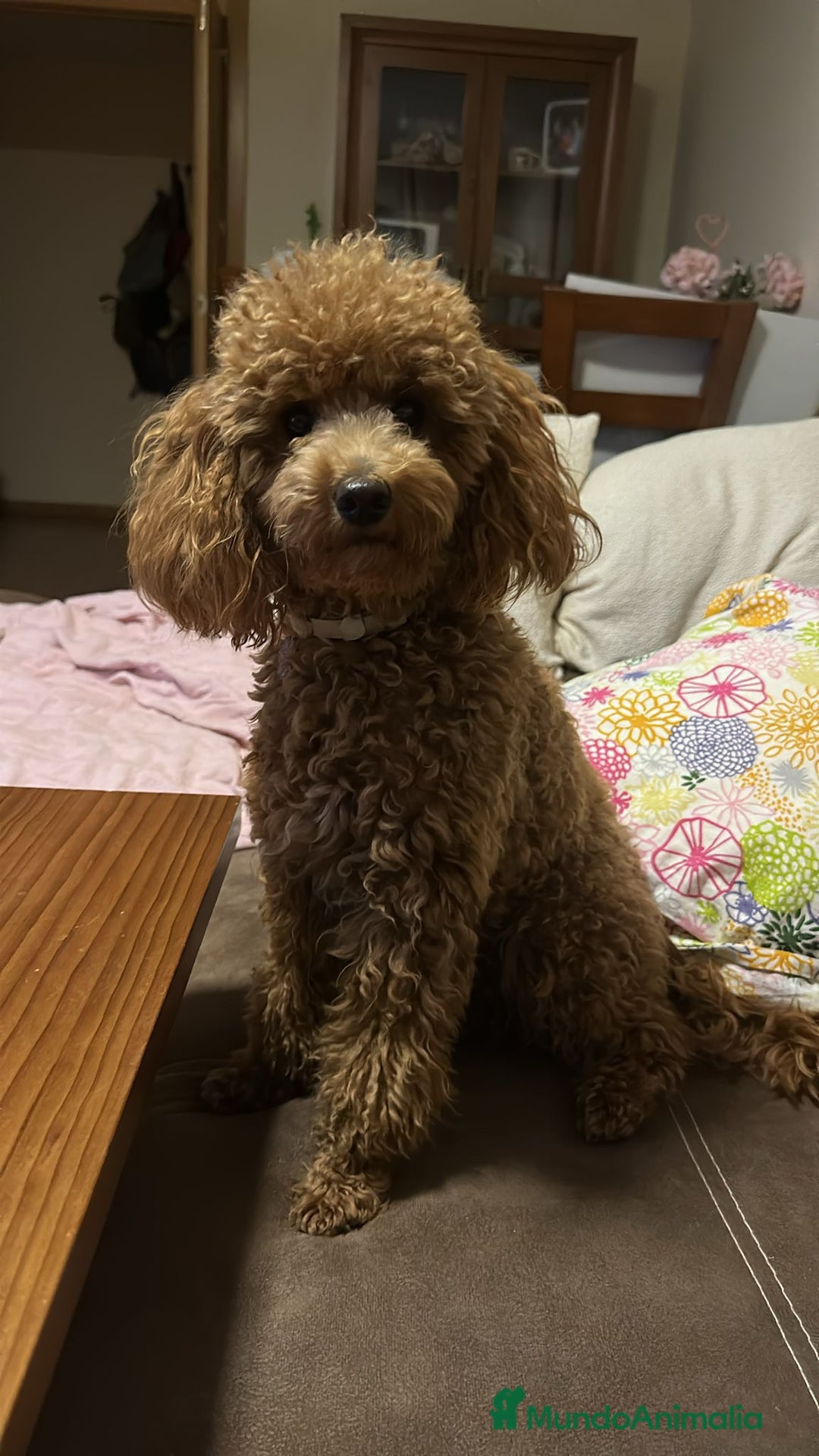 Caniche Toy perros en venta: Caniche toy  - Anuncio 3