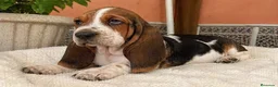 Basset Hound perros en venta: BASSET HOUND , IMPERIAL CANIS  en Zaragoza - Anuncio 1