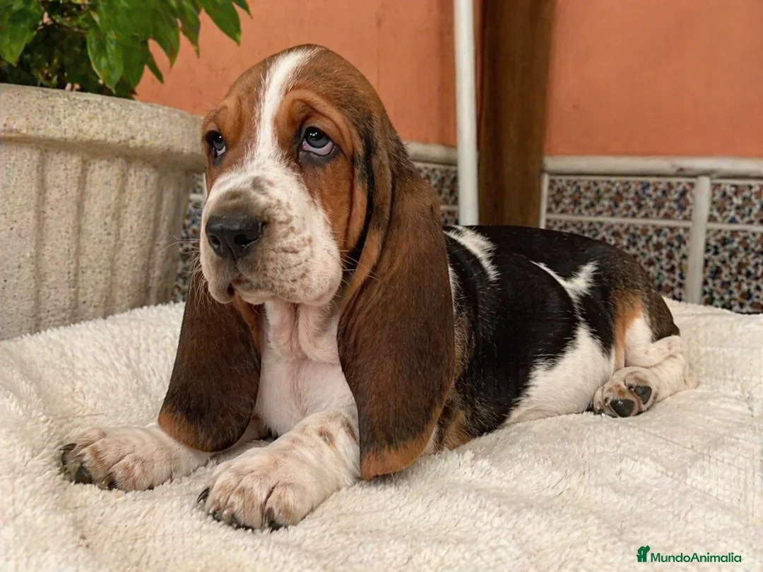Basset Hound perros en venta: BASSET HOUND , IMPERIAL CANIS  en Zaragoza - Anuncio 1