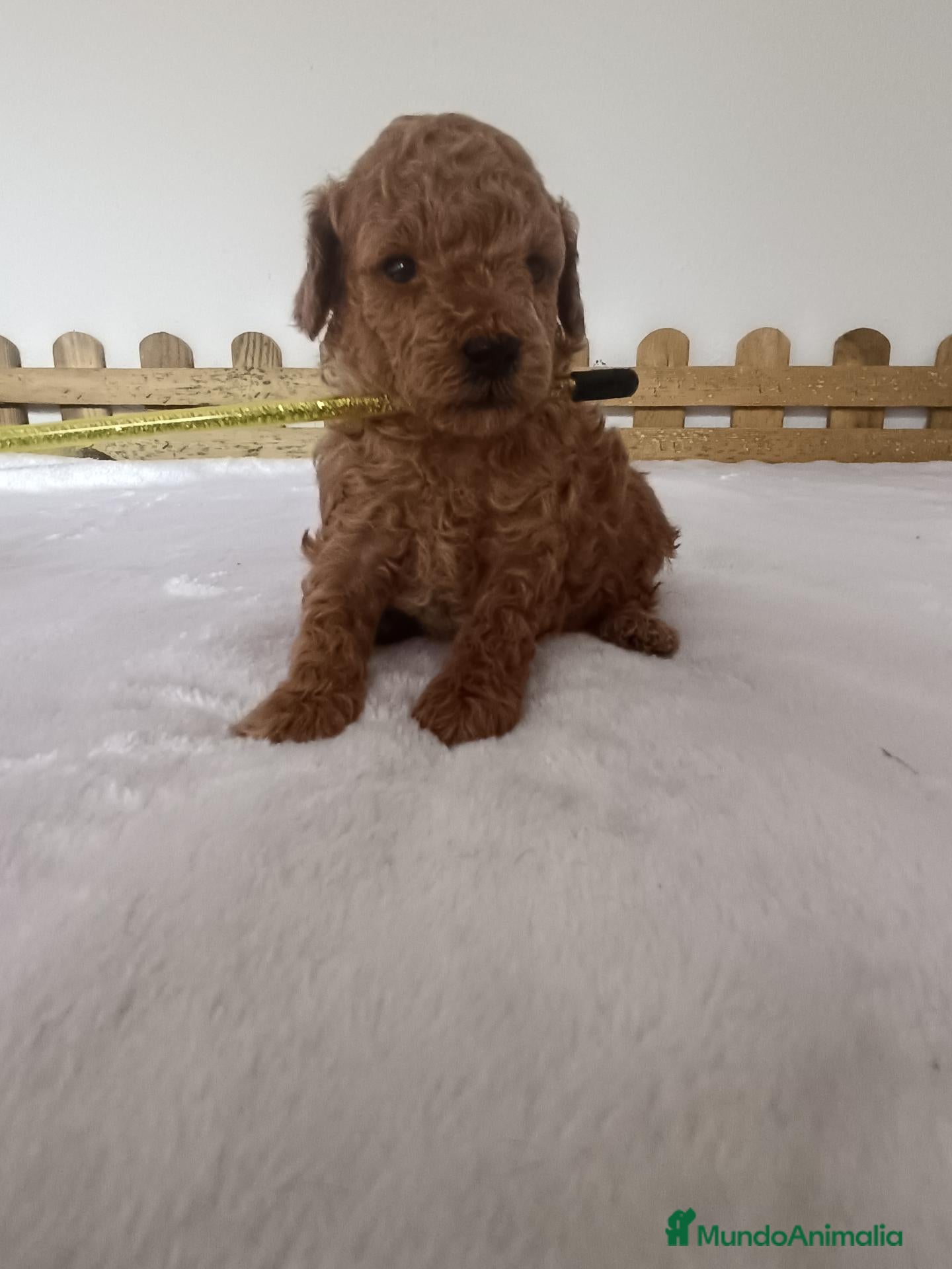 Caniche Toy perros Caniche toy hembra  - Anuncio 1