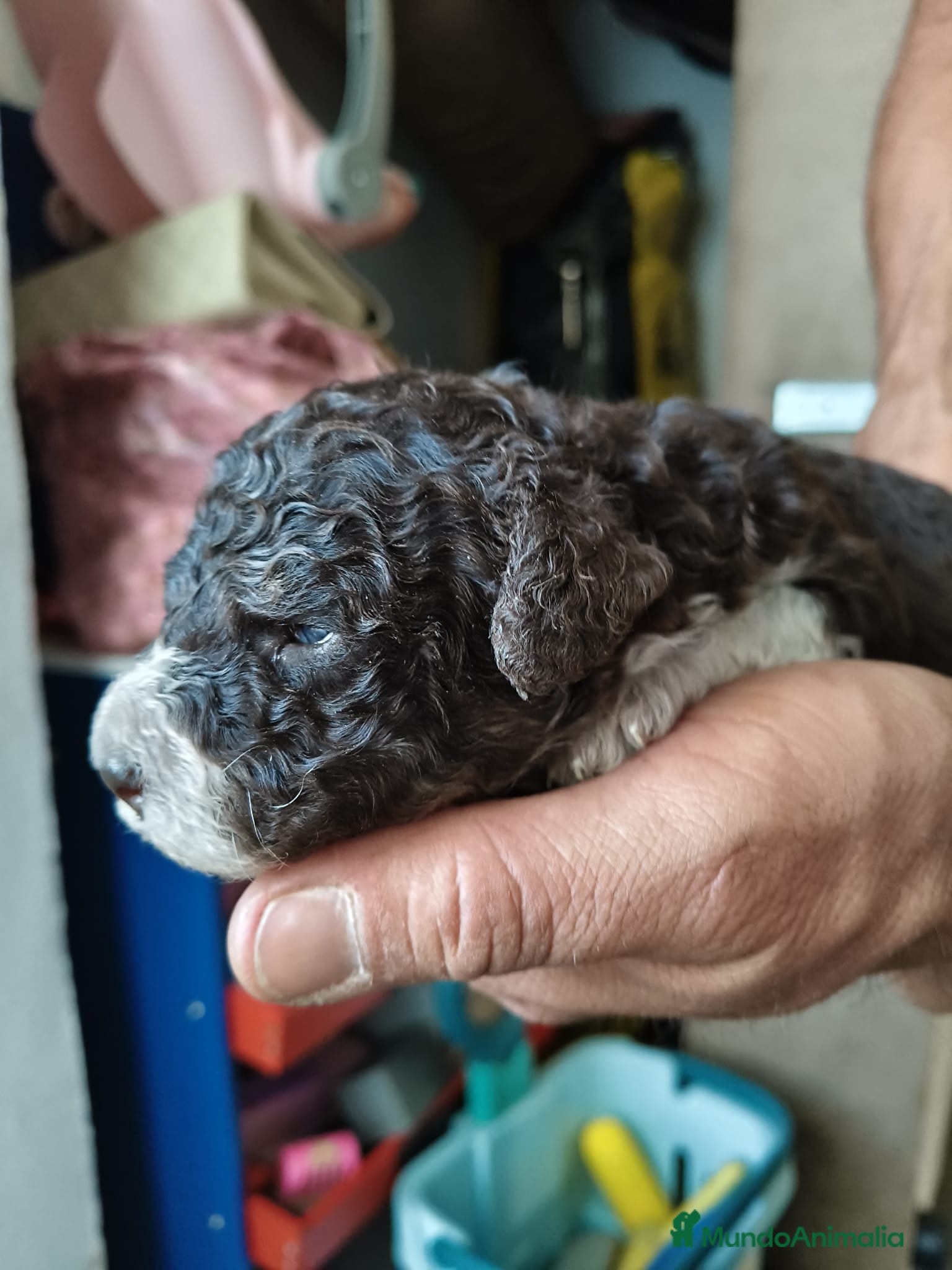 Perro de Agua Español perros Perro de agua hembra  - Anuncio 1