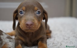 Teckel Miniatura perros en venta: 🌰✨ Frisco, Sani & Pau — tres teckel que marcan 🐾 - Imagen 8