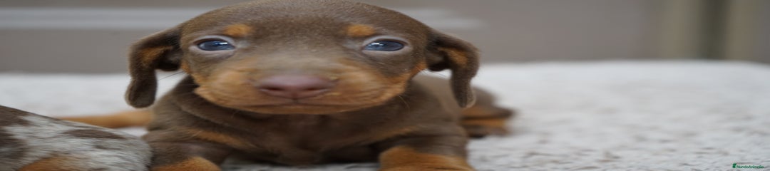 PAO