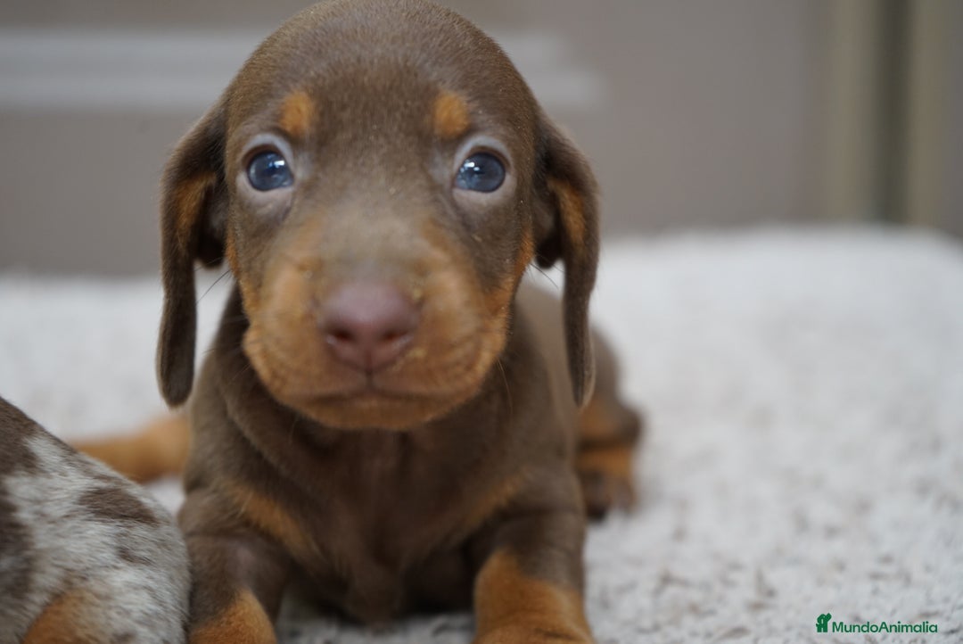Teckel Miniatura perros en venta: 🌰✨ Frisco, Sani & Pau — tres teckel que marcan 🐾 - Imagen 8