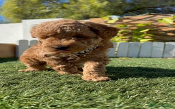 Caniche Toy perros en venta: CANICHE TOY MACHO - Anuncio 9