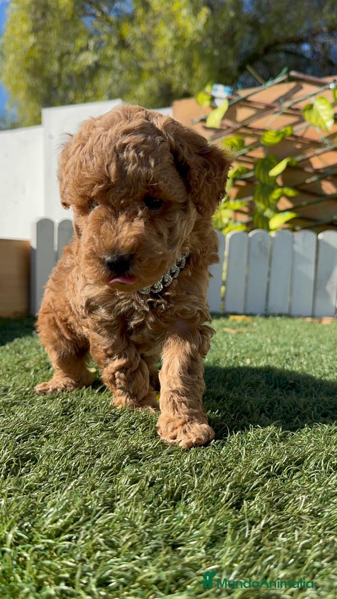 Caniche Toy perros en venta: CANICHE TOY MACHO - Anuncio 9