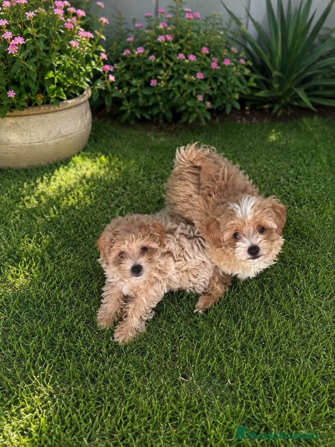 Maltipoo perros PRECIOSAS HEMBRAS DE MALTIPOO - Anuncio 1