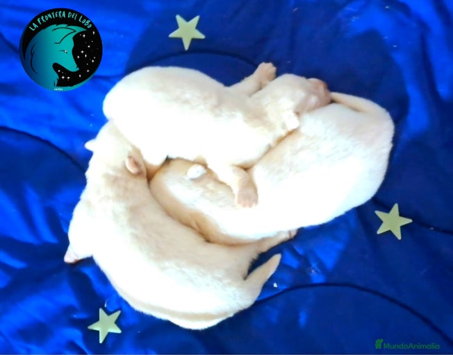 Imagen de galería {{count}}