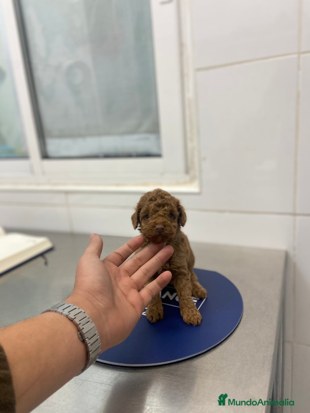 Caniche Toy perros en venta: Caniche Toy 1.600€ ¡PRECIO REAL! - Anuncio 6