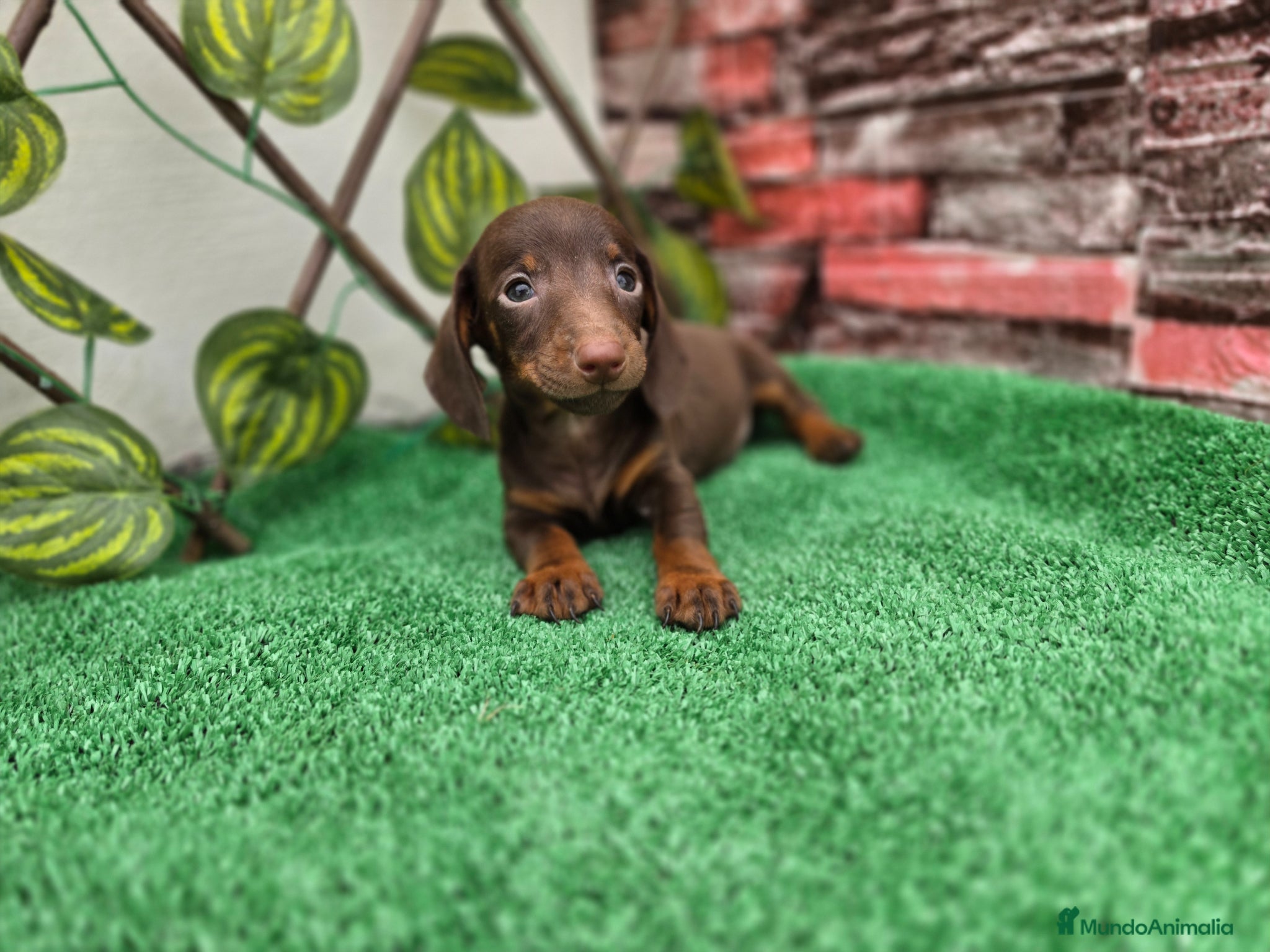 Teckel Miniatura perros TECKEL MINIATURA CHOCOLATE - Anuncio 2
