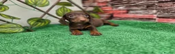 Teckel Miniatura perros en venta: TECKEL MINIATURA CHOCOLATE - Anuncio 1