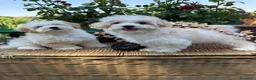 Maltipoo perros en venta: Maltipoo!!! - Anuncio 3