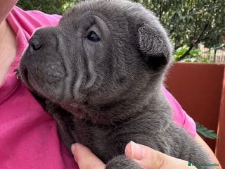 Shar Pei perros SHAR PEI BEBES en Málaga - Anuncio 24