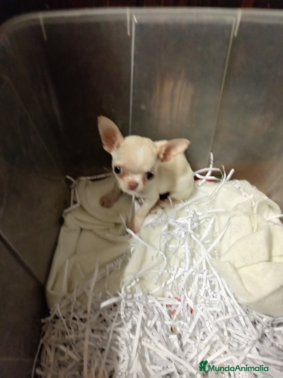 Chihuahua perros en venta: Toy mini - Anuncio 1