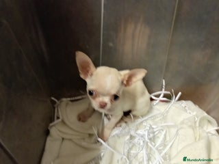 Chihuahua perros Toy mini - Anuncio 1