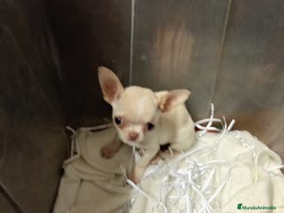 Chihuahua perros Toy mini - Anuncio 9