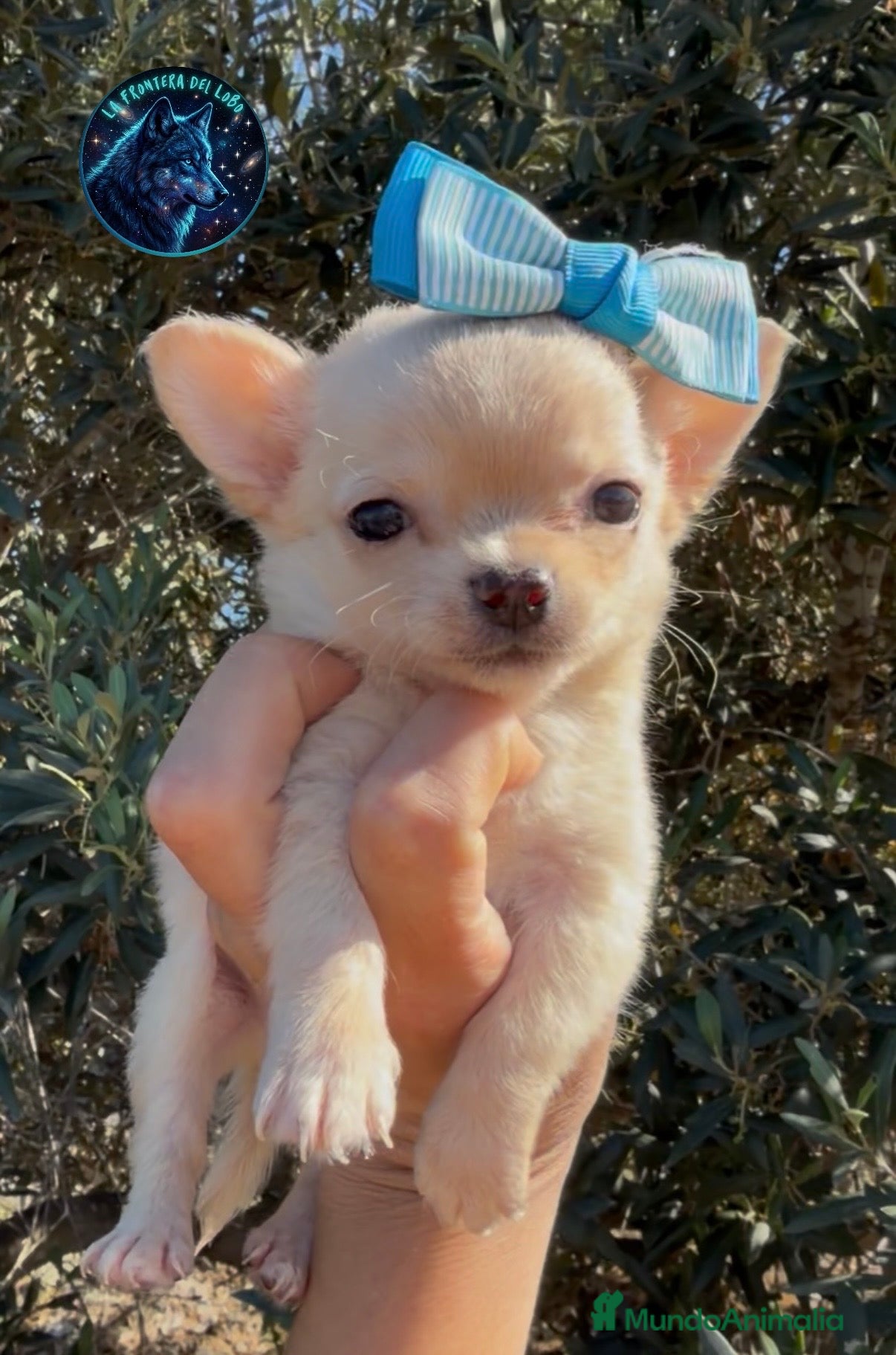 Chihuahua perros Chihuahuas  - Anuncio 1