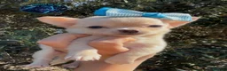 Chihuahua perros en venta: Chihuahuas  - Anuncio 1