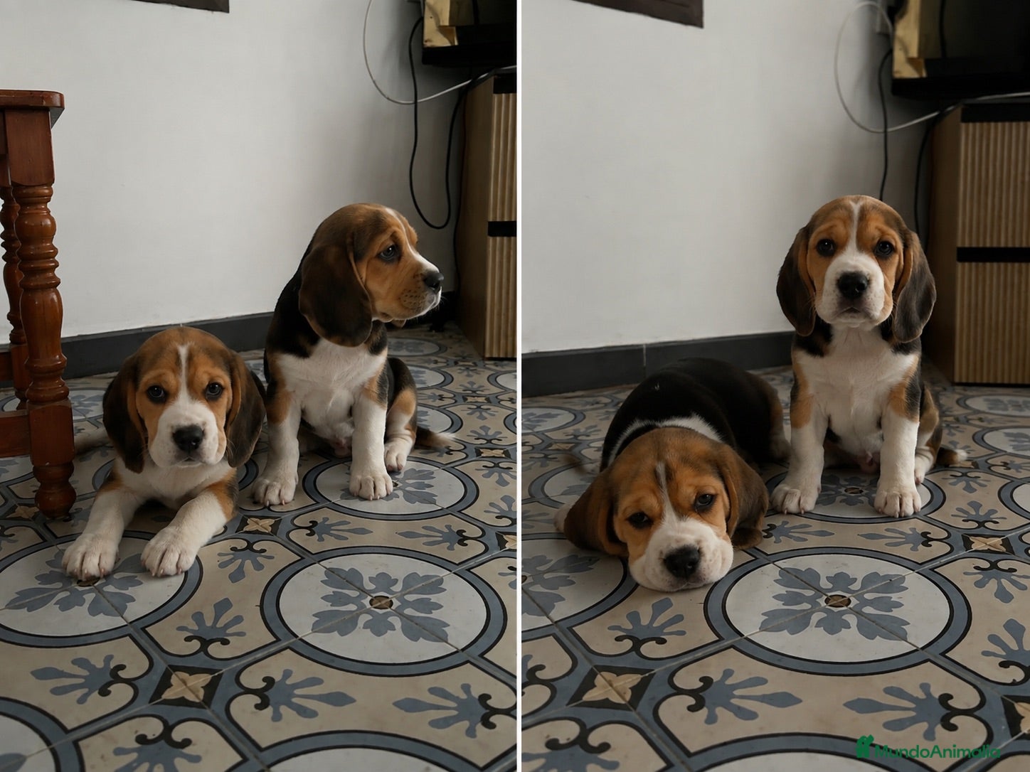 Beagle perros BEAGLE - CACHORROS  - Anuncio 1
