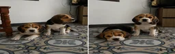 Beagle perros en venta: BEAGLE - CACHORROS  - Anuncio 1