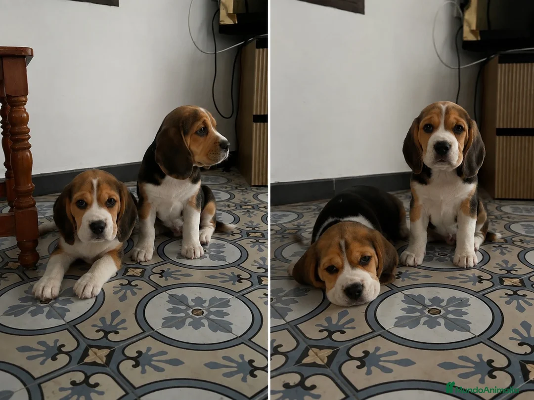 Beagle perros en venta: BEAGLE - CACHORROS  - Anuncio 1