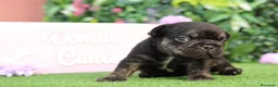 Bulldog Francés perros en venta: Preciosos bulldog francés  - Anuncio 7