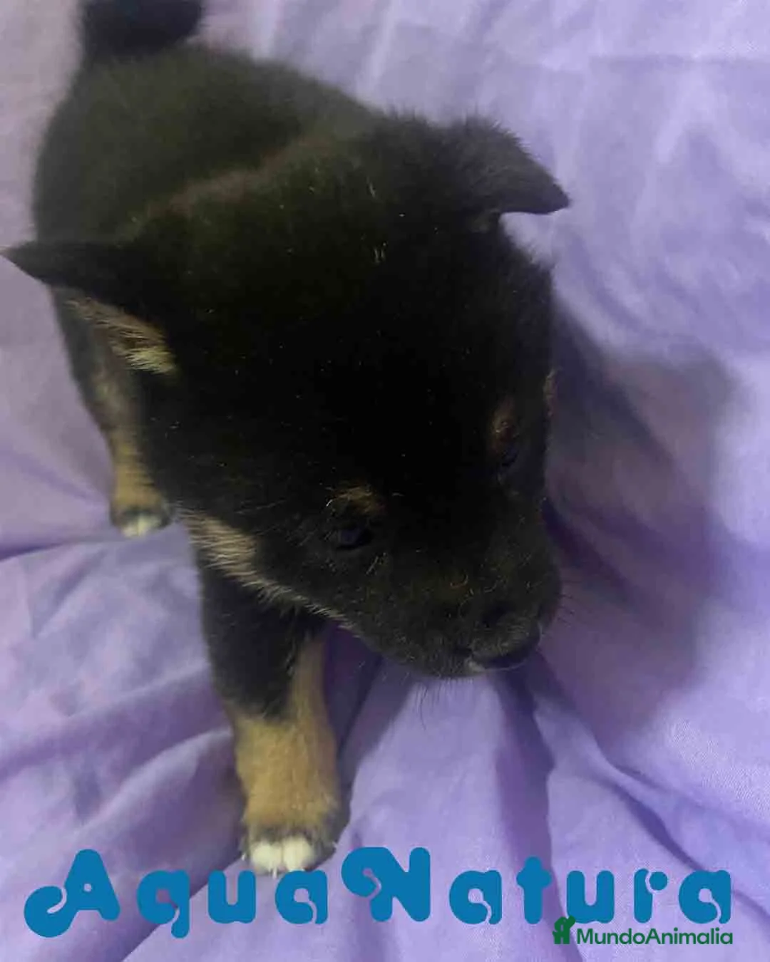 Shiba Inu perros en venta: Shiba Inu Hembra de Magui AQUANATURA - Anuncio 5