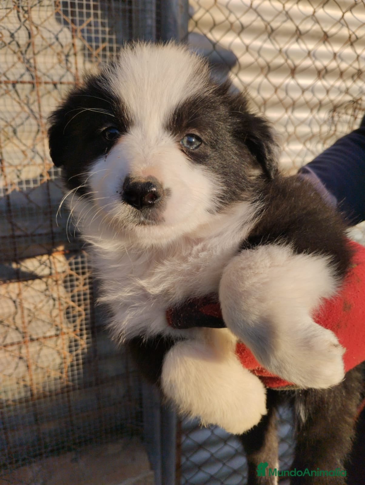 Border Collie perros Borden Collie  - Anuncio 1