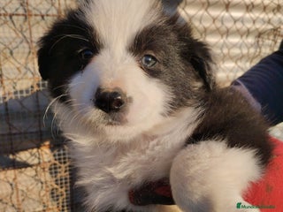 Border Collie perros Borden Collie - Anuncio 1