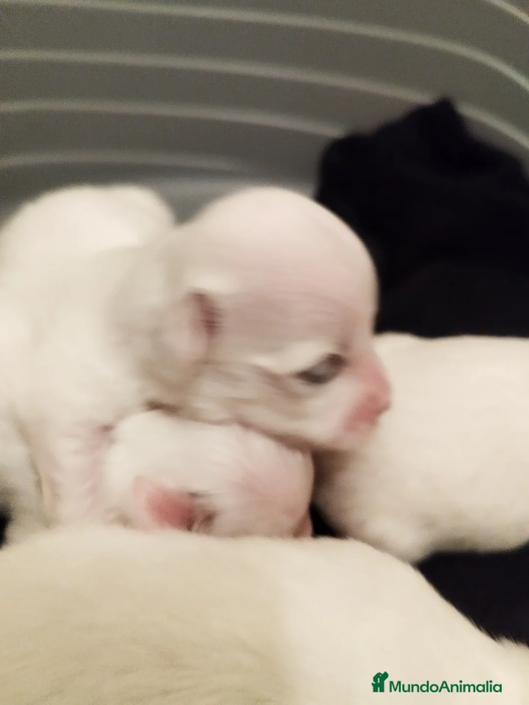 Bichón Maltés perros en venta: Cachorritos de bichón maltés  - Anuncio 2