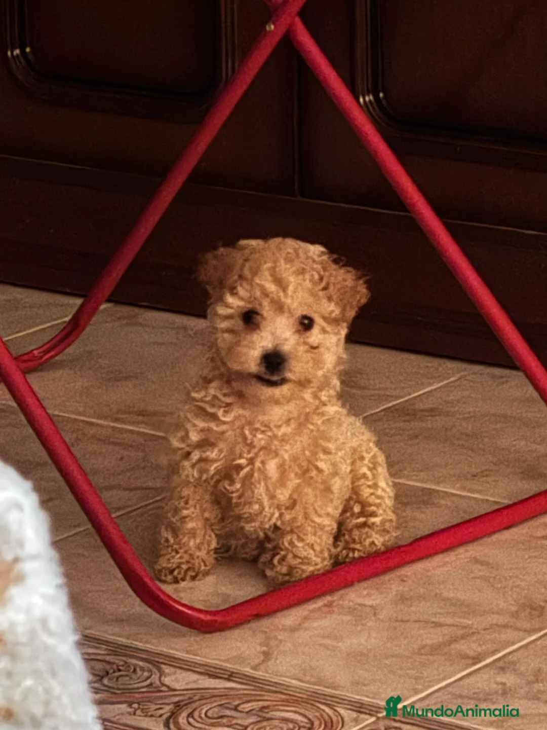 Caniche Toy perros en venta: Excelente camada de Caniche toy color apricot  en Madrid - Anuncio 3