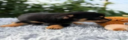 Pomchi perros en venta: ÚLTIMO MACHO PONSKY DISPONIBLE - Anuncio 1